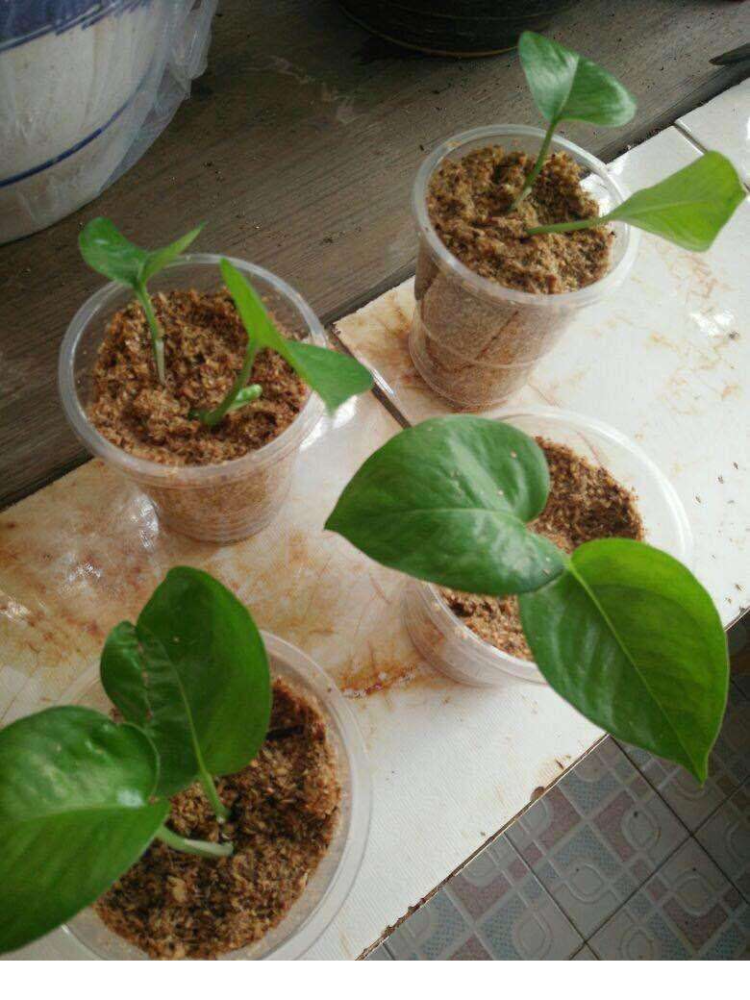 三角梅|三角梅的种植方法千千万，只要记住2种就够了，1个月就生根