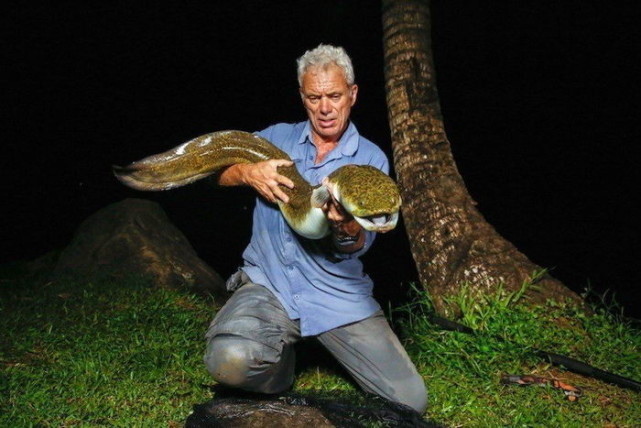 大多數人不知道它與食人魚有任何關係.