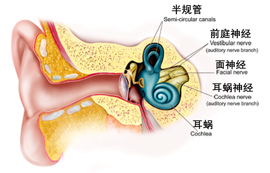 万物|会晕车的人开车为什么没事？坐后排为什么容易晕车？｜趣问万物