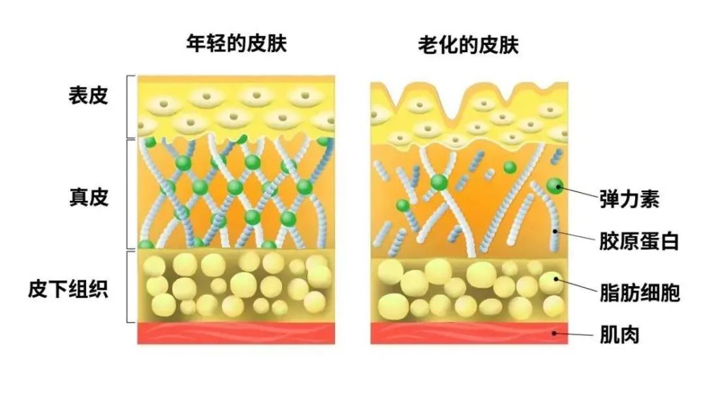 细胞逆龄抗衰 让你的年轻态来隐藏实际年龄 腾讯新闻