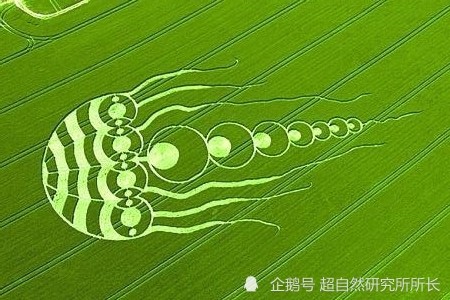 麦田怪圈竟然是假的 究竟是人为还是某种未知的杰作 外星人 是真的吗 麦田 麦子