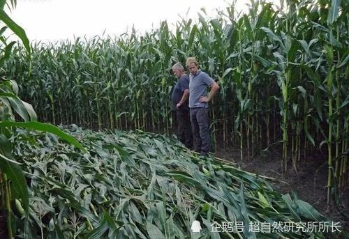 麦田|麦田怪圈竟然是假的？究竟是人为还是某种未知的杰作？