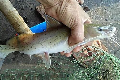 三种无鳞鱼养殖简单易管理亩赚十多万比打工强