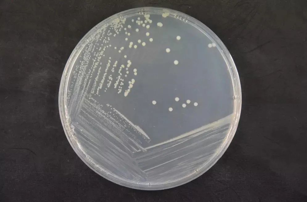 farinofermentans),简称椰酵假单胞菌[3].