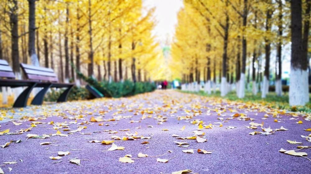 盘点京城八大赏秋地，风景让人惊艳。