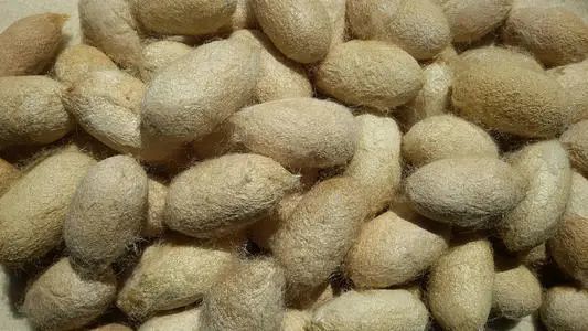 大家可能不知道,蚕丝也分好多种,有桑蚕丝,柞蚕丝,蓖麻蚕丝,木薯蚕丝