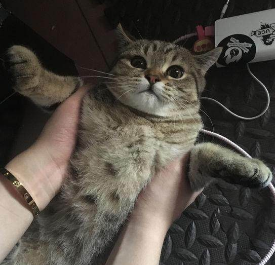 猫爸美国的 猫妈英国的 它却像随处可见的狸花猫 主人懵了 腾讯新闻