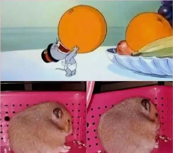 猫和老鼠杰瑞吃橙子图图片