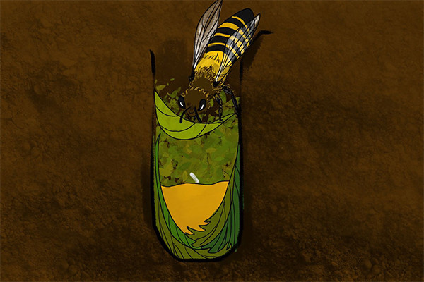 偏爱圆形的裁缝切叶蜂