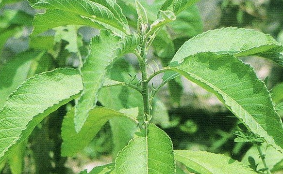 贵州十大苗药之一 罗甸艾纳香 腾讯新闻