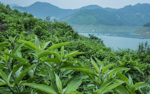 贵州十大苗药之一 罗甸艾纳香 腾讯新闻