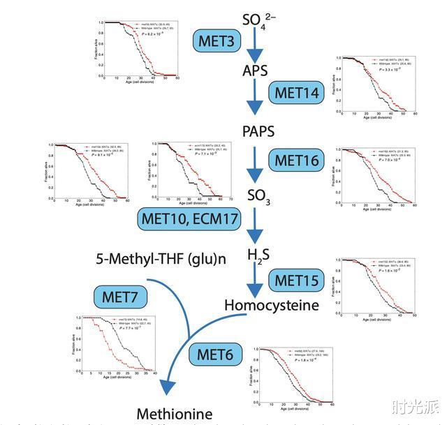 甲硫氨酸|清华北大联合发现，减少甲硫氨酸可延寿10年，实验登上《科学》