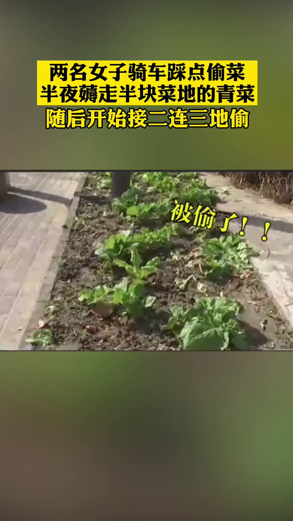 俩女子上演现实版"偷菜" 不仅踩点还半夜薅走半块菜地的青菜