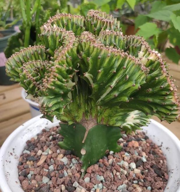 室内盆栽大型绿植不如养这3款巨无霸多肉颜值高管理省心