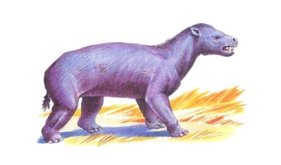 犀牛|犀牛和貘外形差别巨大，却是“亲姐妹”，5000万年前有相同祖先