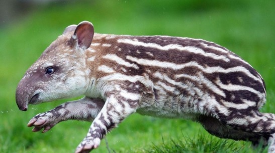 犀牛|犀牛和貘外形差别巨大，却是“亲姐妹”，5000万年前有相同祖先