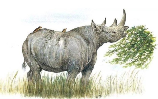 犀牛|犀牛和貘外形差别巨大，却是“亲姐妹”，5000万年前有相同祖先