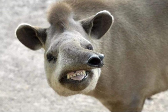 犀牛|犀牛和貘外形差别巨大，却是“亲姐妹”，5000万年前有相同祖先