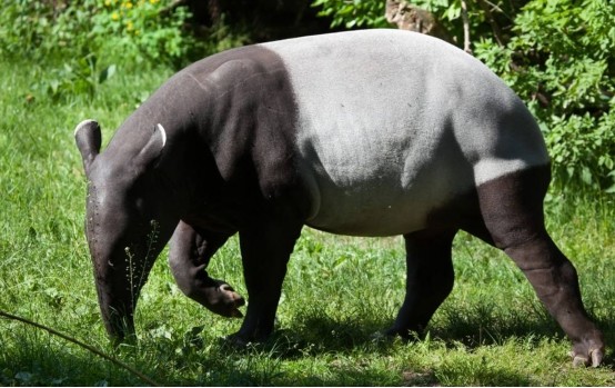 犀牛|犀牛和貘外形差别巨大，却是“亲姐妹”，5000万年前有相同祖先