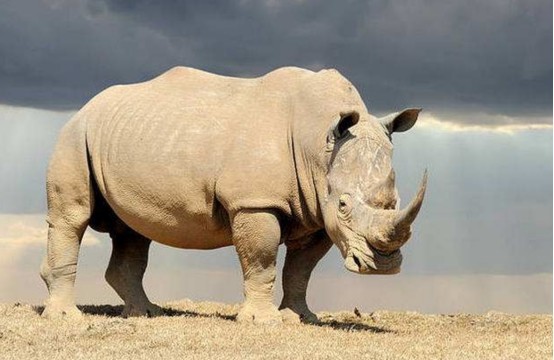 犀牛|犀牛和貘外形差别巨大，却是“亲姐妹”，5000万年前有相同祖先