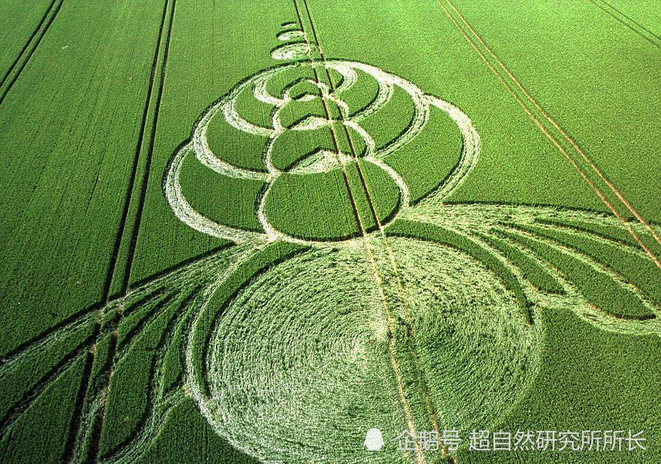 麦田|麦田怪圈竟然是假的？究竟是人为还是某种未知的杰作？