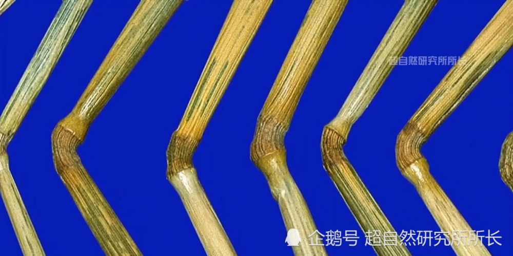 麦田|麦田怪圈竟然是假的？究竟是人为还是某种未知的杰作？