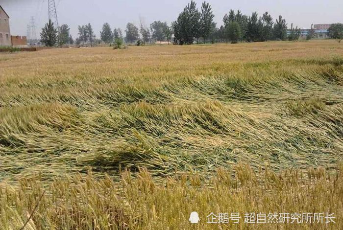 麦田|麦田怪圈竟然是假的？究竟是人为还是某种未知的杰作？