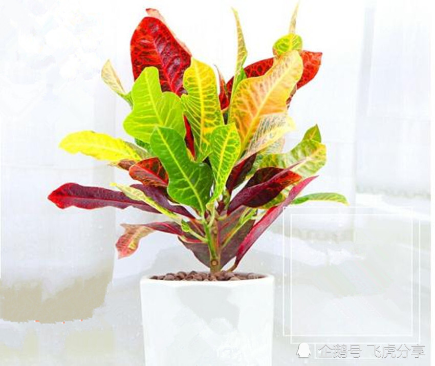 花卉|张大爷养了几十年花，一年浇两次壮根水，根壮叶茂，繁花似锦