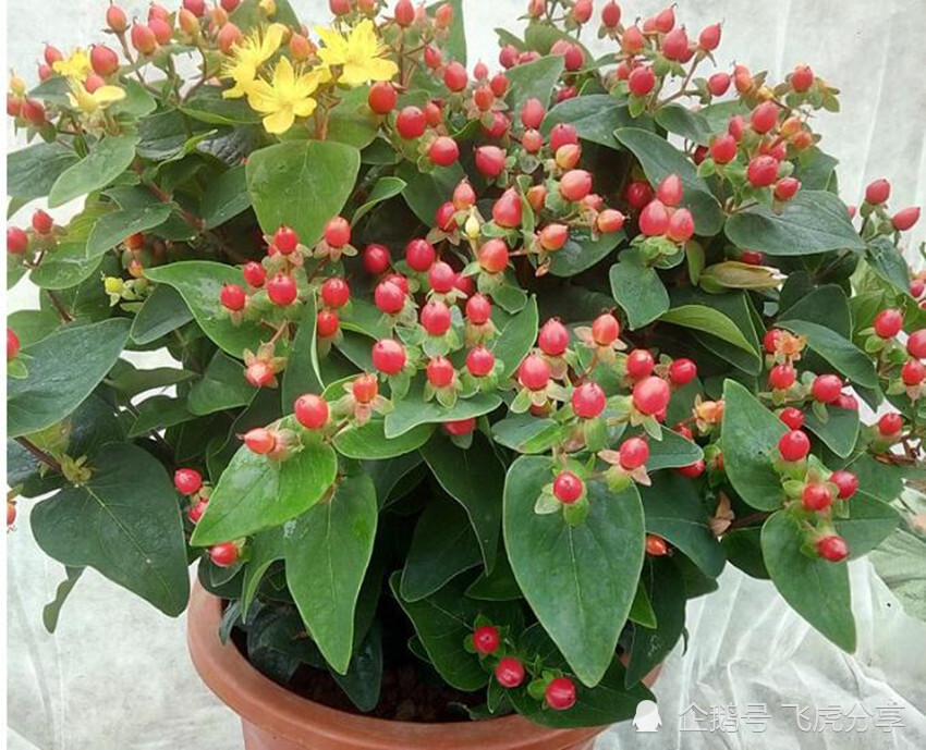 花卉|张大爷养了几十年花，一年浇两次壮根水，根壮叶茂，繁花似锦