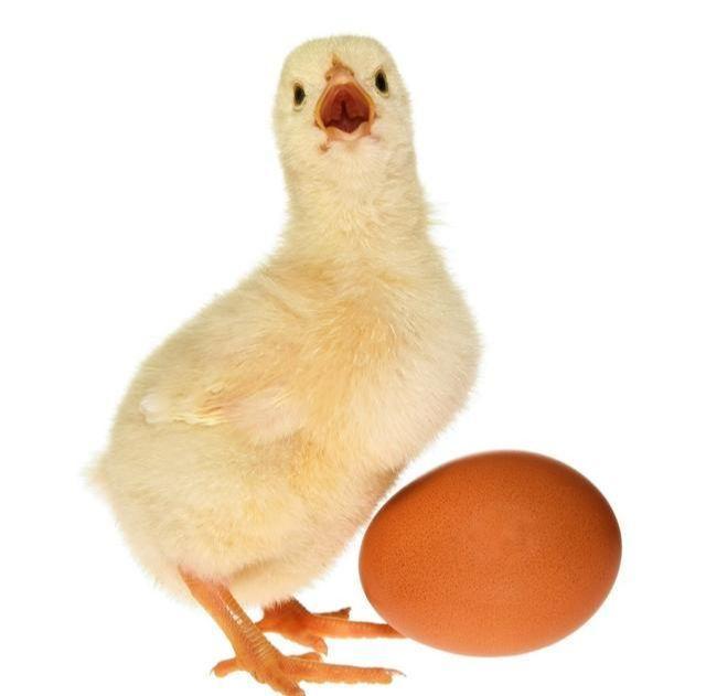 属鸡人 出生日期 看贫富 你是 穷鬼 还是 富翁 生肖鸡 运势