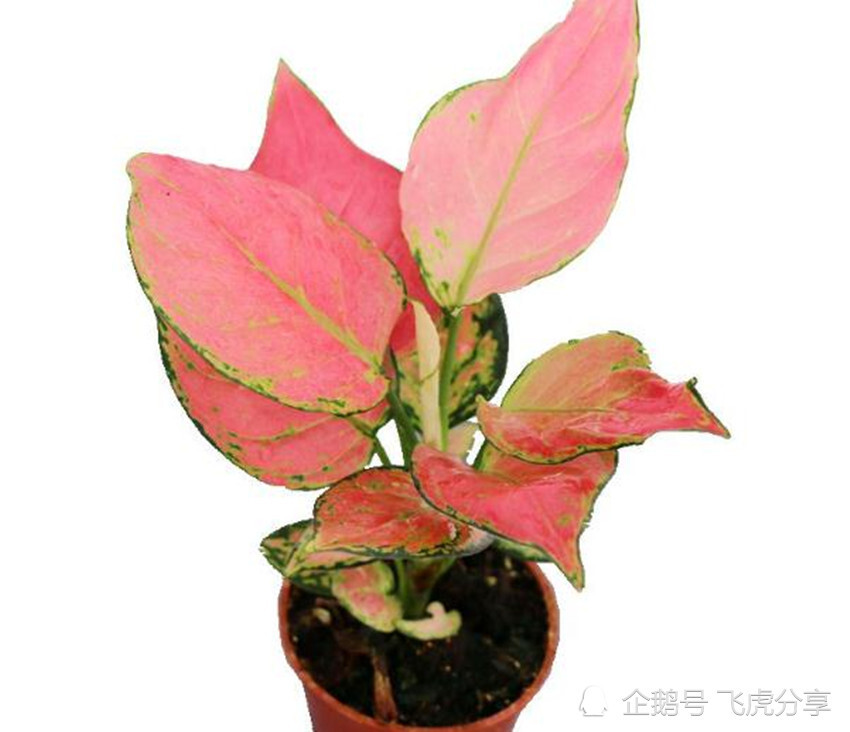 花卉|张大爷养了几十年花，一年浇两次壮根水，根壮叶茂，繁花似锦