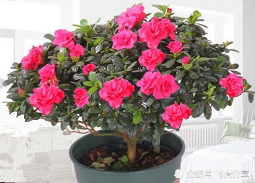 花卉|张大爷养了几十年花，一年浇两次壮根水，根壮叶茂，繁花似锦