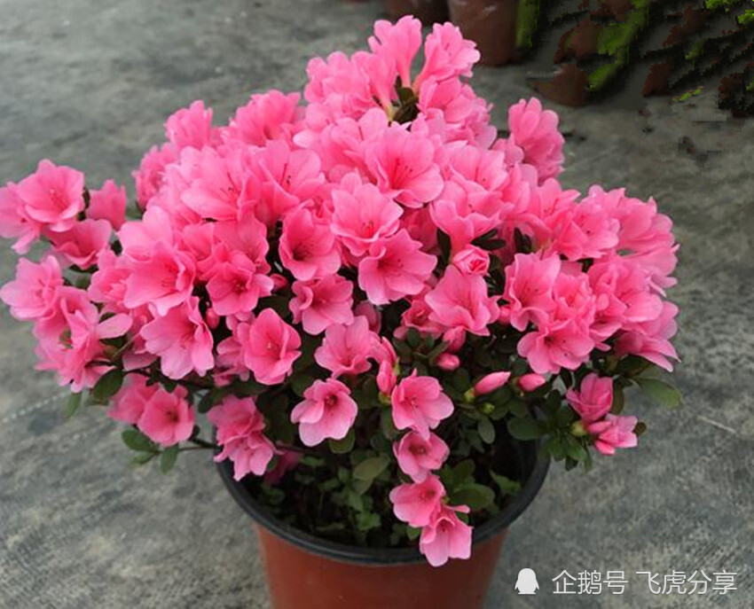 花卉|张大爷养了几十年花，一年浇两次壮根水，根壮叶茂，繁花似锦