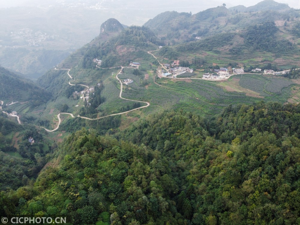 贵州毕节:贫瘠山地种出红心猕猴桃_腾讯新闻