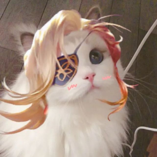 情侣头像最近超火的猫咪接头组队头像第二期