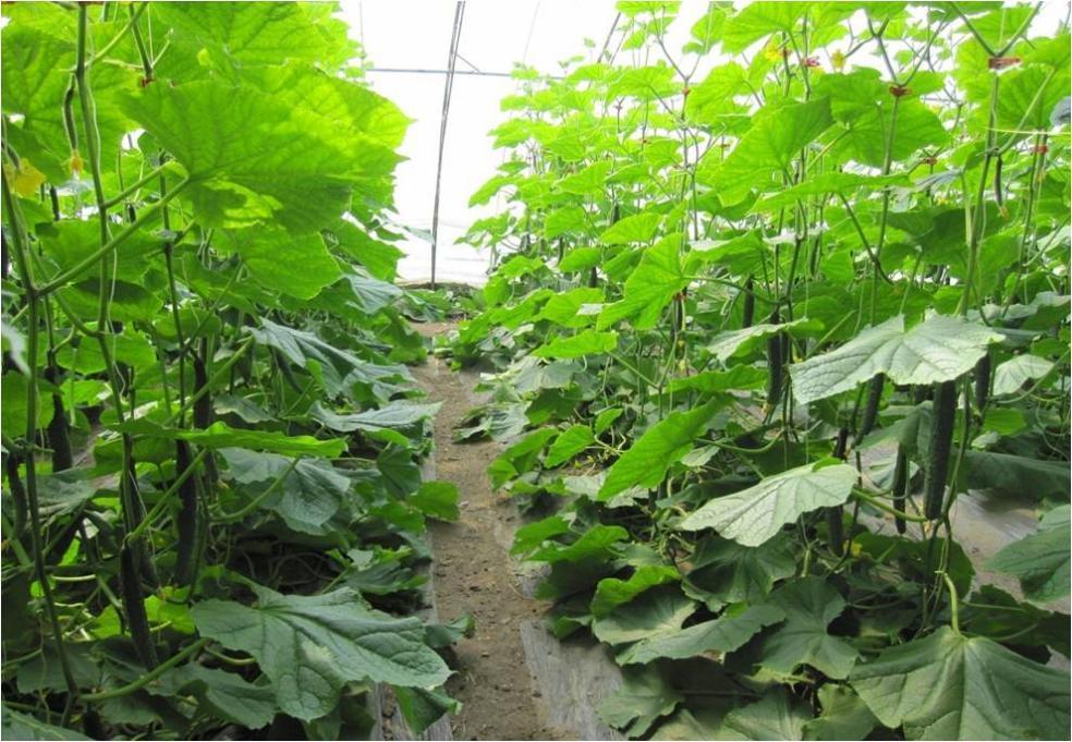 蔬菜|打造西瓜文化节、深入田间培训…蔬菜专家陈春秀3年内助力荆坨村“脱低”