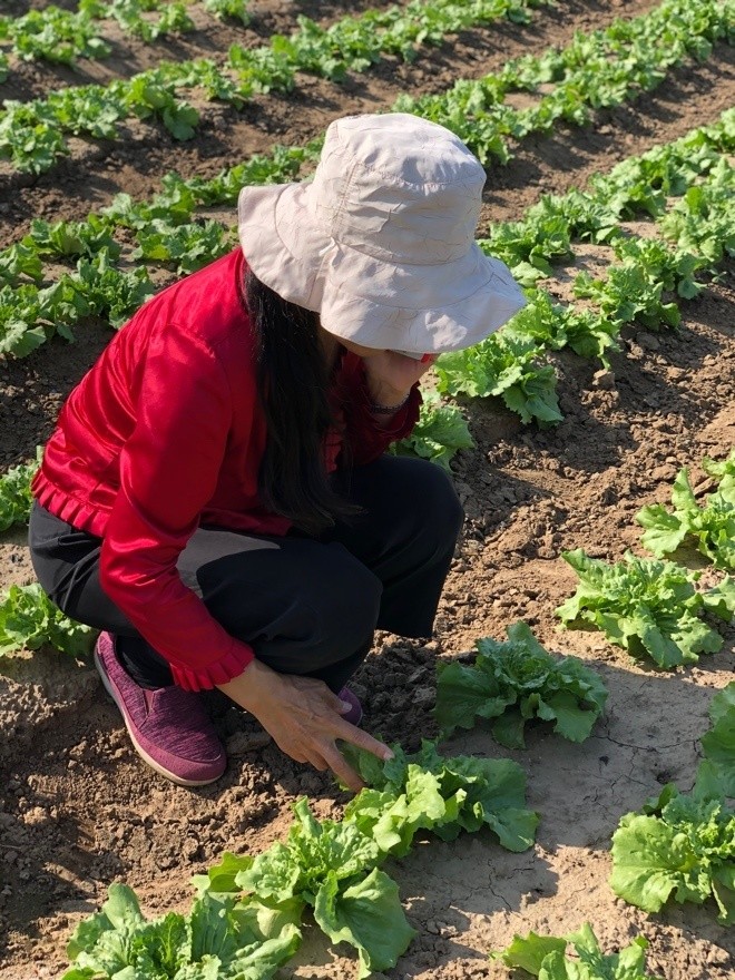 蔬菜|打造西瓜文化节、深入田间培训…蔬菜专家陈春秀3年内助力荆坨村“脱低”