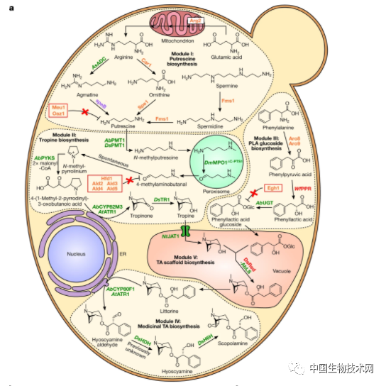 该系统可以在不同的亚细胞位置(胞浆,线粒体,过氧化物酶体,液泡