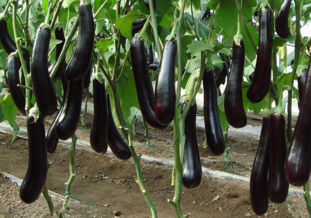 茄子产量不高 生长期容易长虫发病 这些问题不可忽视 长虫 种植户 虫害 蚜虫 茄子 蔬菜 菌核病 植株 红蜘蛛