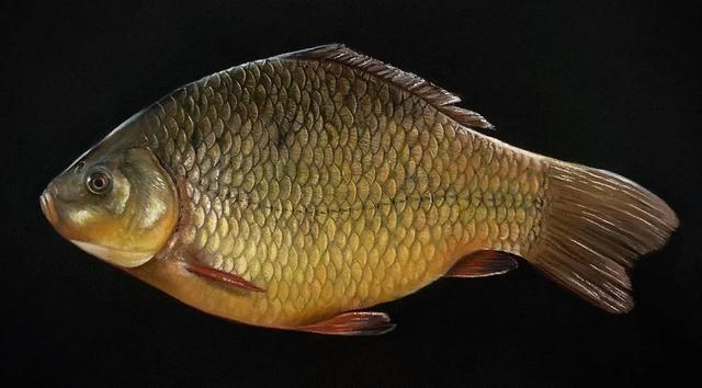 彩铅|彩铅竟然可以画得如此写实，看完吓到了吧