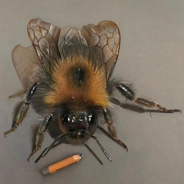 彩铅|彩铅竟然可以画得如此写实，看完吓到了吧