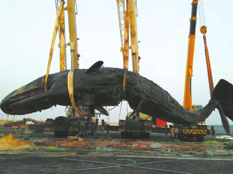 台湾鲸鱼爆炸事件图片
