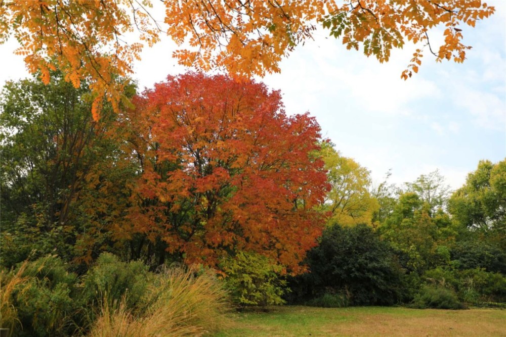 游人|多图｜北京植物园，秋色入佳境