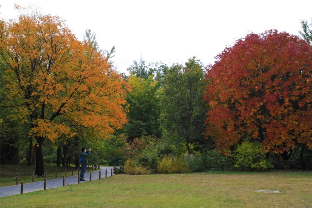 游人|多图｜北京植物园，秋色入佳境