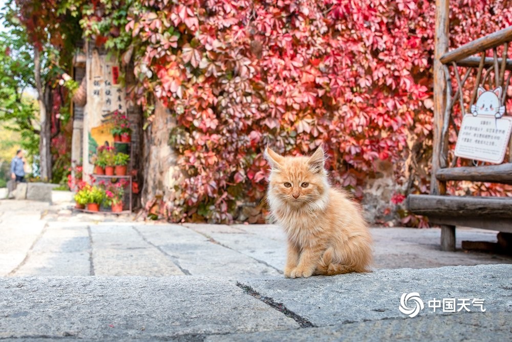 古北水镇|寻秋北京 长城脚下赏红叶