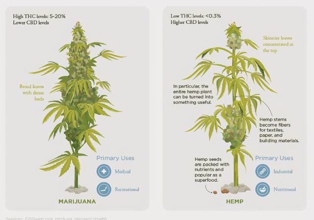 工业大麻如何服务于宠物市场 腾讯新闻