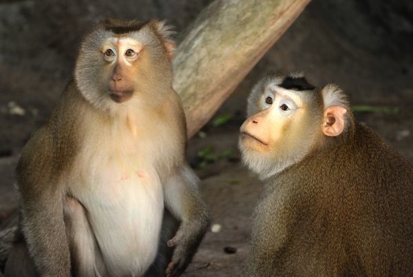 猴猴猴猴:10月16日家里有人员调动,属猴人要沉住气!