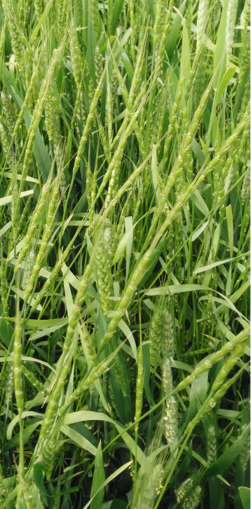 节节麦基于上述因素麦田杂草防治的最佳时期是小麦3叶期以后秋季防治