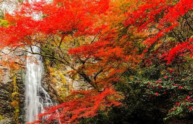 秋天第一杯奶茶的绝配 一定是秋天第一波红叶 红叶 万博纪念公园 大阪城公园 天守阁 大阪 公园