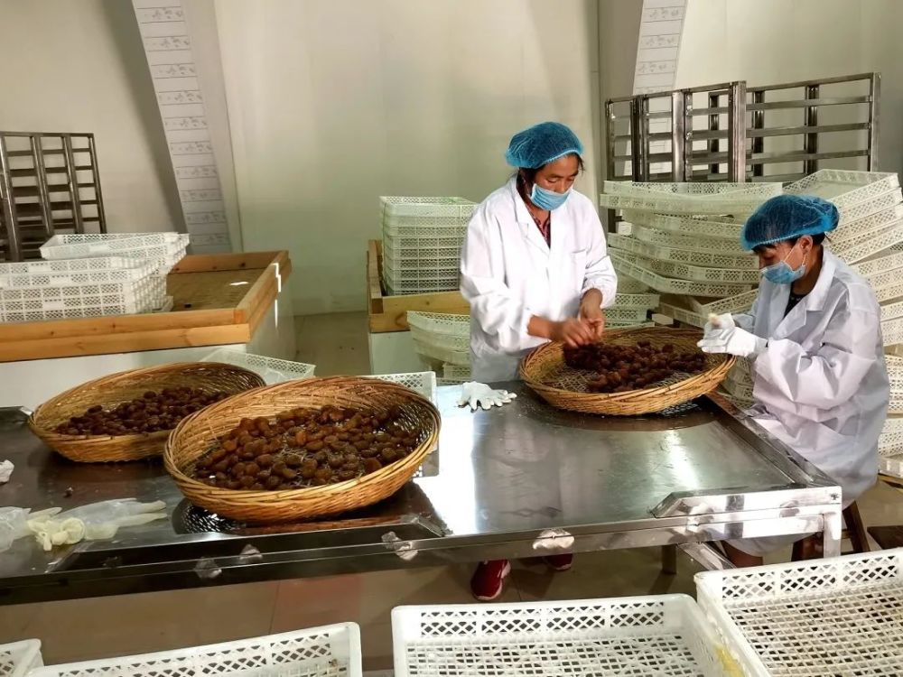 义乌南蜜枣加工有了新变化!